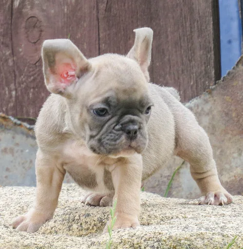 Available french bulldog puppies 