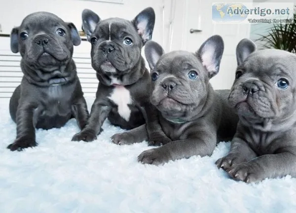 2 girls 1 boy beautiful French bulldog pups