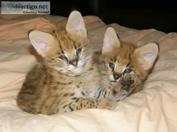 Available Savannah caracal and serval kittens for sale