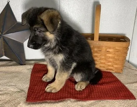 Lillian German Shepherd Pups