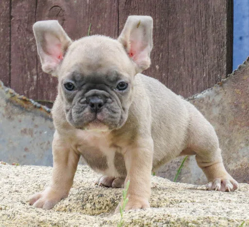 2 girls 1 boy beautiful french bulldog pups