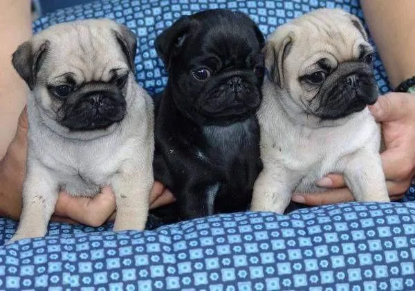 fddff Stunning Pug puppies