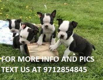 Mumi Boston Terrier puppies for sale