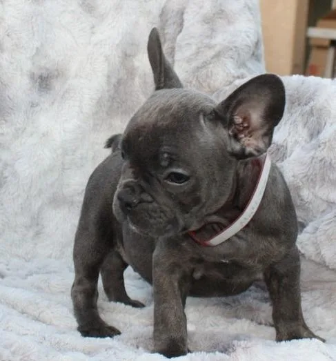 Sammy French Bulldog Puppies for sale