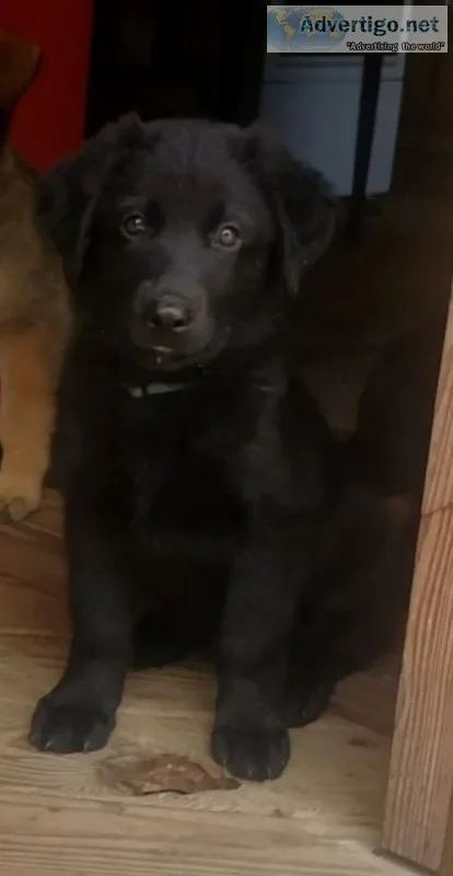 German shepherd puppies