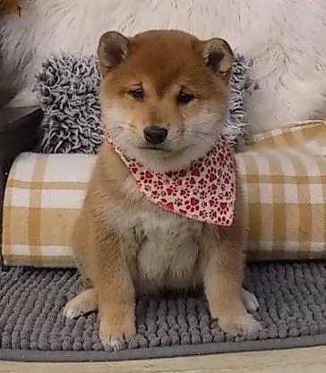 Family Shiba Inu Puppies