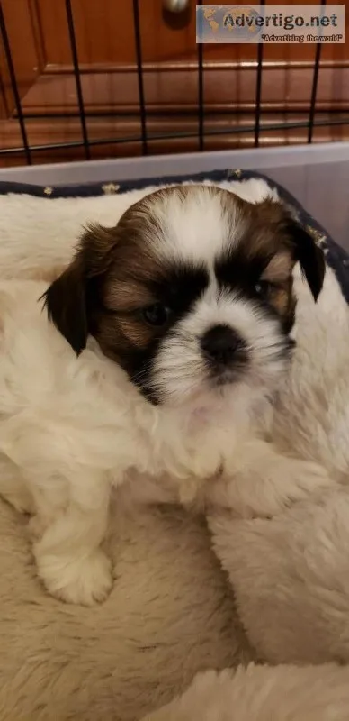 Shih tzu