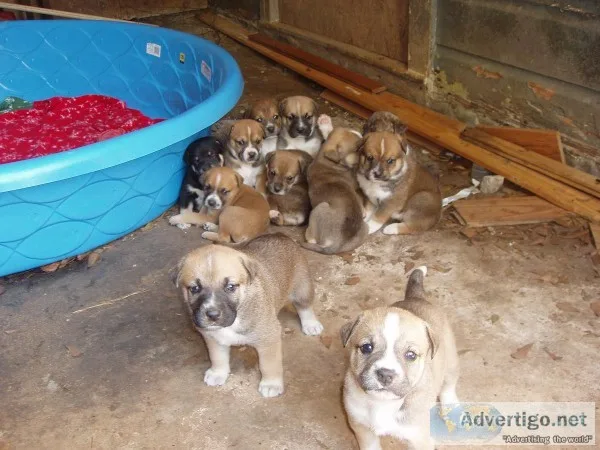 Beautiful Puppies needing Homes