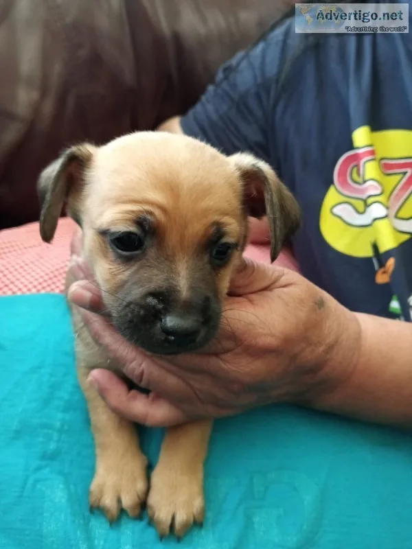 Chihuahua Puppies For Sale