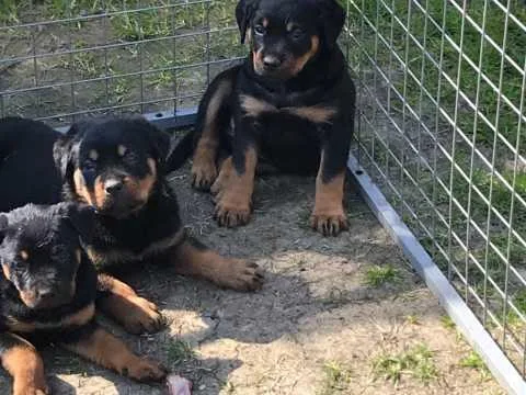 Rottweiler pups