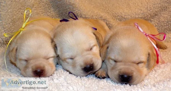 AKC Lab Puppies