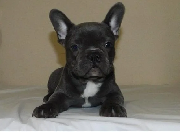 My Babies Availabe French bulldog puppies