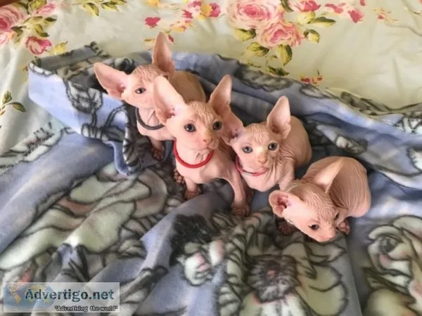 10 Weeks Old Sphynx Kittens for Adoption