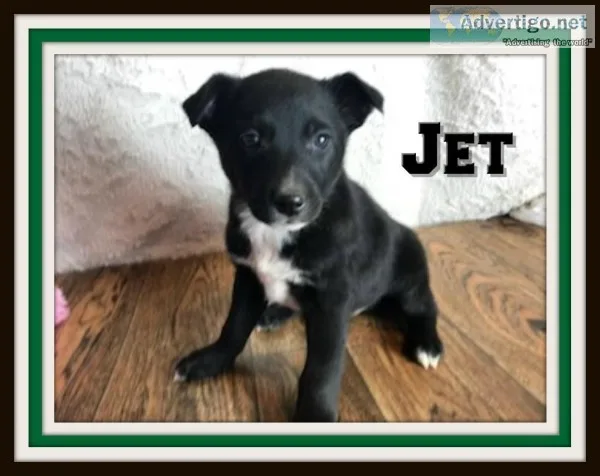 Jet Male Schipperke Toy Fox Mix