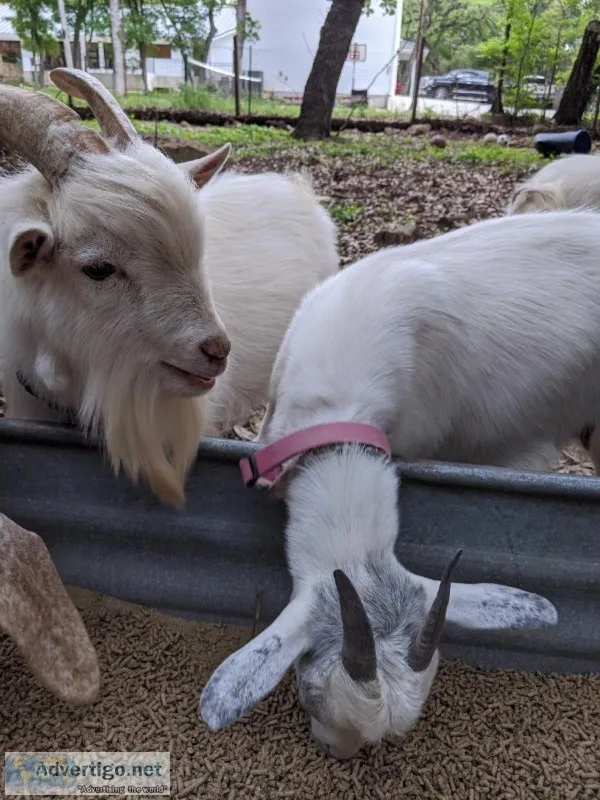 PYGMY GOATS