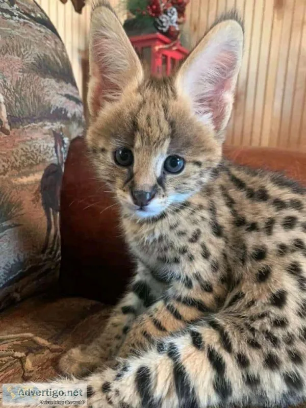 Savannah serval and caracal kittens available