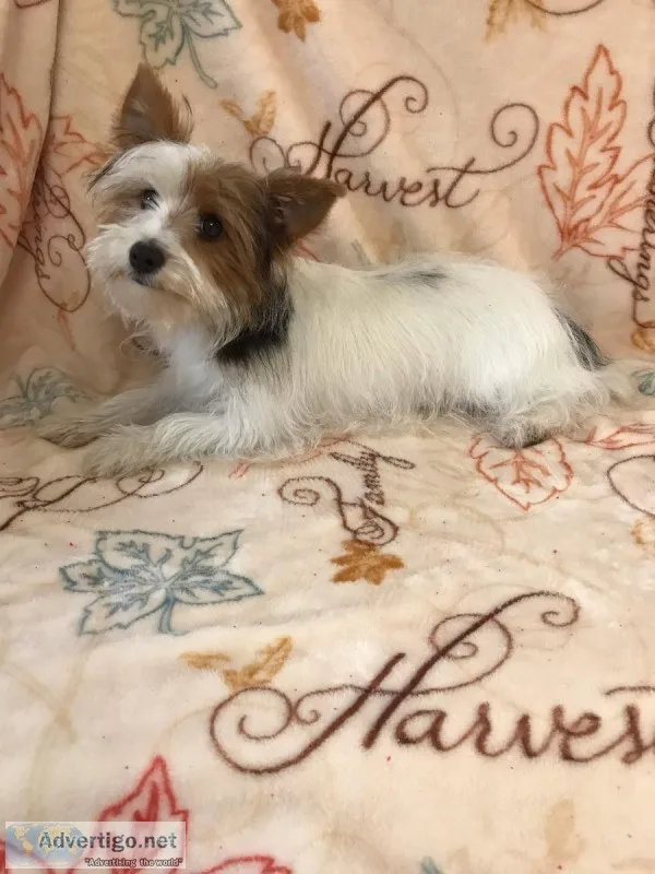 Male Parti Yorkie Puppy