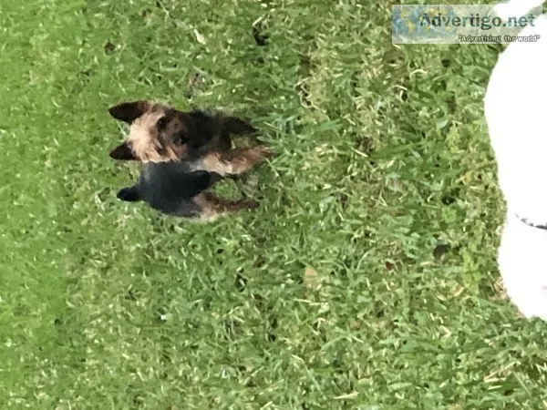 4 year old male yorkie