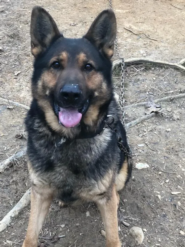 AKC German Shepherd