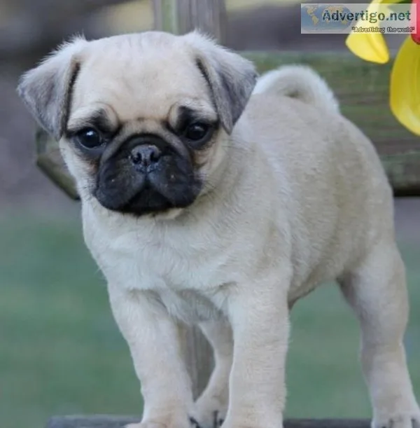 Jacky pug puppies