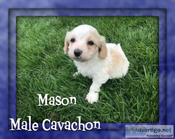 Mason Male Cavachon