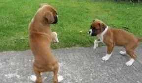 sanahSu Boxer puppies for sale