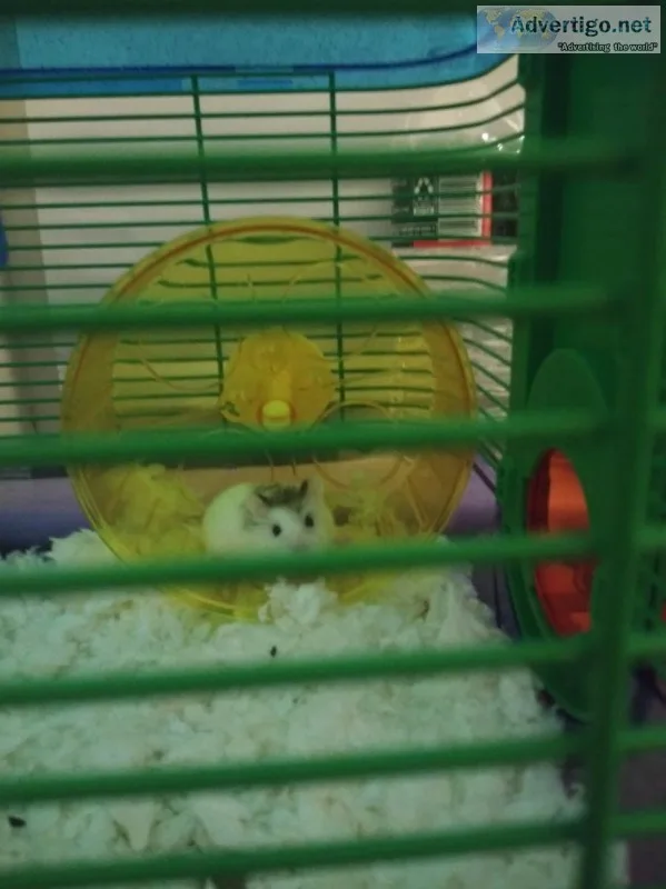 Hamsters