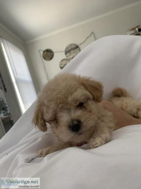 Maltipoo for sale