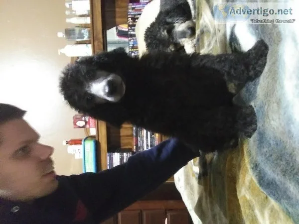 AKC standard poodle puppies available