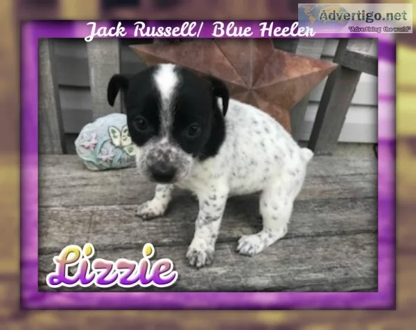 Lizzie Female Jack Russell Blue Heeler Mix