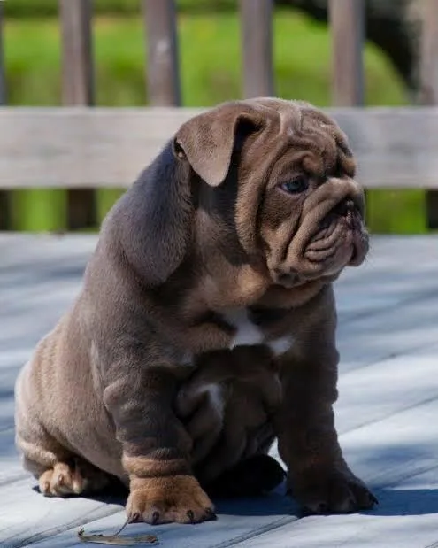 Championsiredpure breed englishbulldog