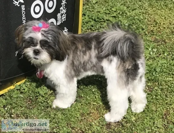 Shih Tzu