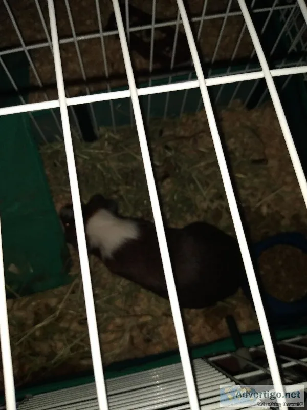 Guinea pigs