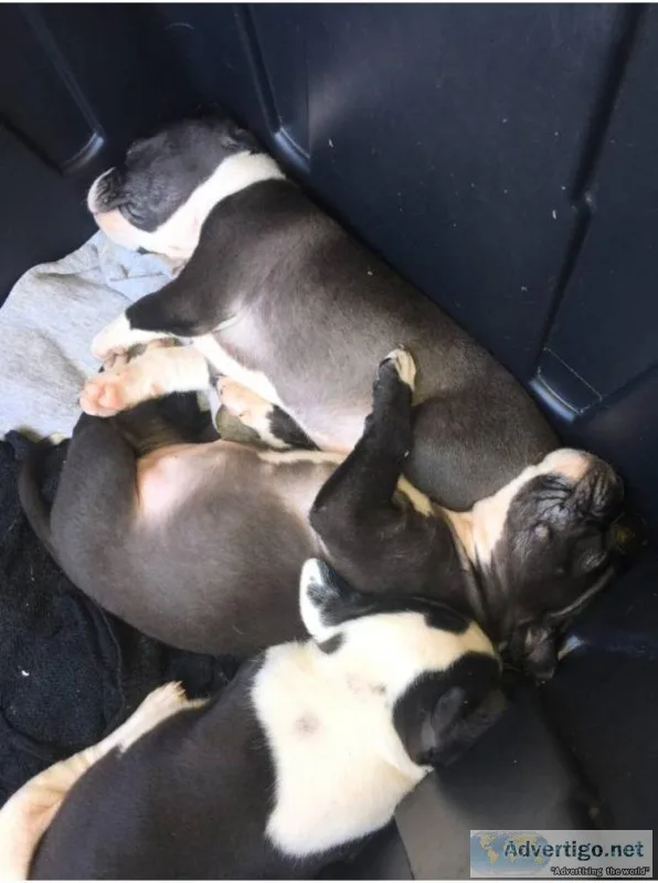 Pitbull puppies