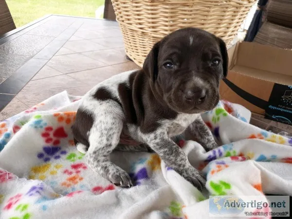 German Shorthair Pointer Puppies