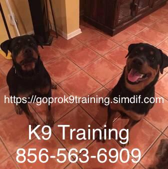Puppy socialization potty training