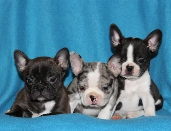 High Quality French Bulldog Puppies.