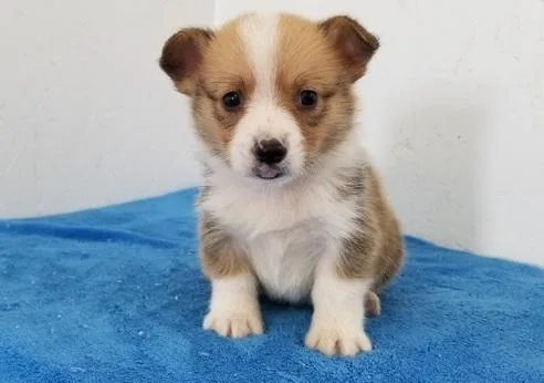 ACA registration Pembroke Welsh Corgi Puppies For Sale