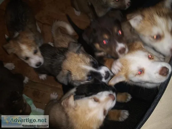 10 Husky puppies 6wks old today