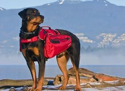 Ultimate Trail Pack in Red  Posh Puppy Boutique