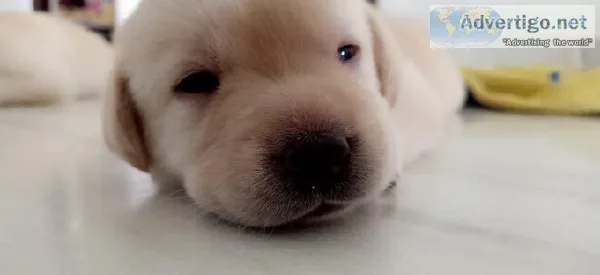 2 males cream and light brown Labrador