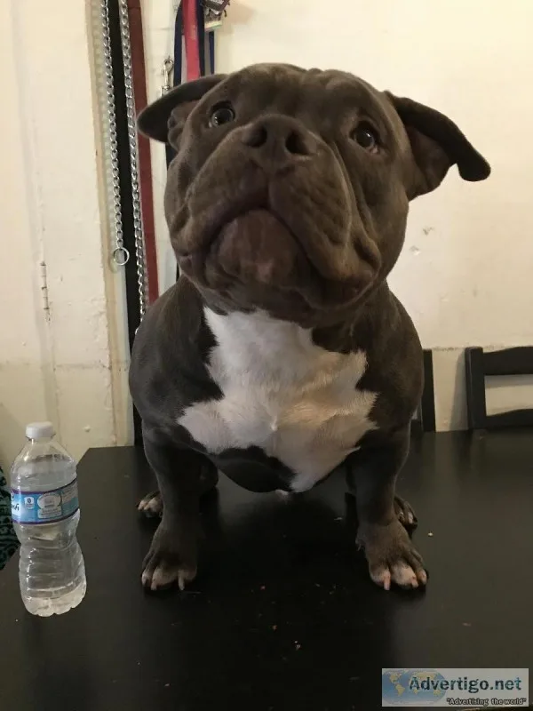 Stud Service