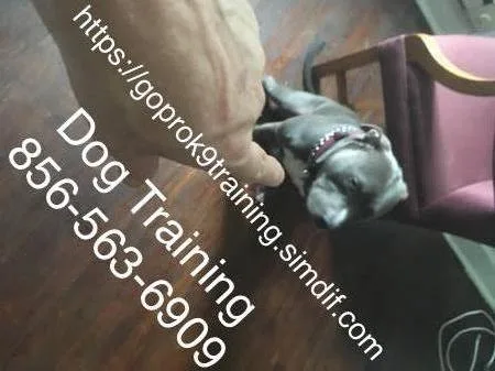 Big small and large dogs we train them all