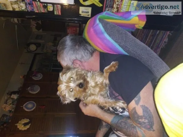 Yorkie poo