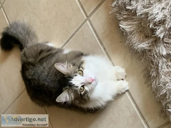 Beautiful Norwegian ForesterMaine Coon Mixed