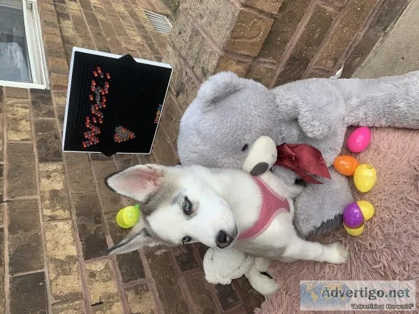 Siberian Husky