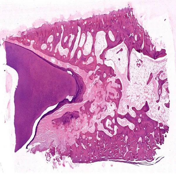 Oral Histology slides