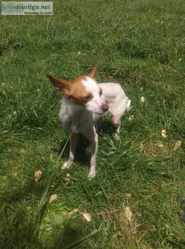 Chihuahua mix - Manchester