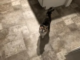 Free calico female cat