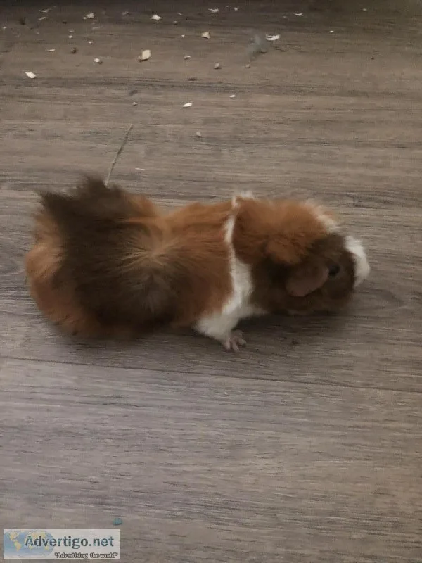 Cute Brother Guinea Pigs